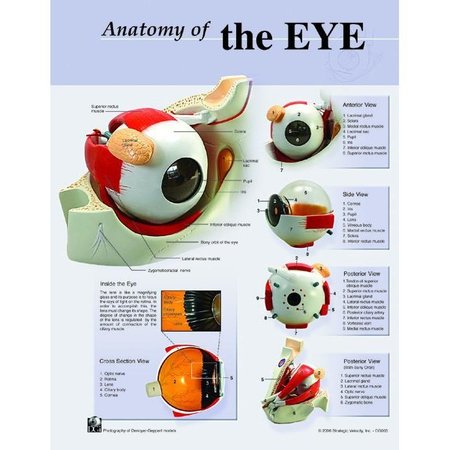 DENOYER-GEPPERT Charts/Posters, Anatomy of the Eye Chart 7102-08